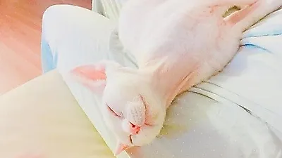 민효린 반려묘 젤리, 인형 같은 자태 "귀여워"