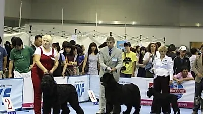 '제1회 KKF 애완동물 멀티쇼' 국내 최대 규모로 성황리에 개최