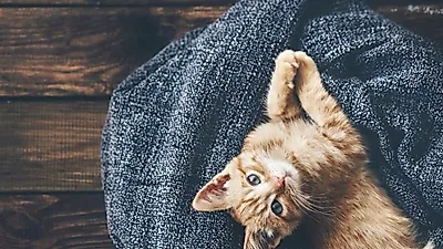 고양이 키우는 집사, 건강 좋아진다