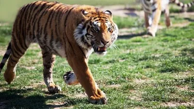 ‘범 내려온다 범이 내려온다’ 백두산 호랑이 마을로 내려와 강아지 습격