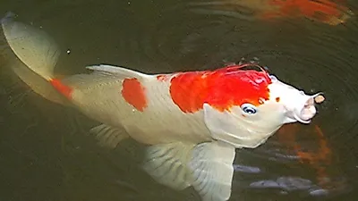 화려한 색채와 무늬를 갖춘 코하쿠 잉어