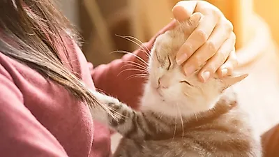 시크한 고양이? 반려묘의 남다른 애정 표현