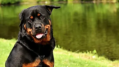서울 내 반려견과 살기 좋은 '견(犬)세권' 지역은?