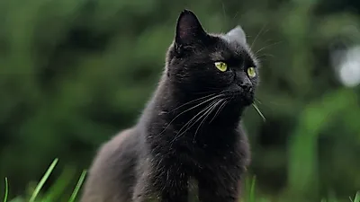 임신중에 고양이 화장실 청소해도 될까? 톡소플라즈마증 예방법