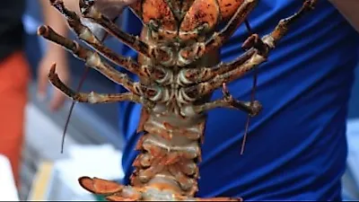 경남 고성맛집 '계림새우나라' 신선하고 다양한 해산물을 합리적인 가격에 만난다