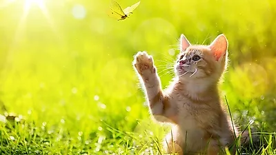 반려묘와 오래 사는 법, 고양이 장수의 비결