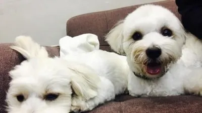 윤계상, 흰 송뭉치같은 반려견들 "오늘 감사해요"