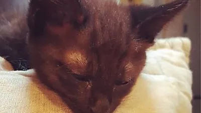 서유리 반려묘 네쮸, 얼굴만 빼꼼 내민 채 '찰칵'