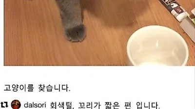 정인, "꼬리가 짧은 회색털 고양이를 찾습니다"