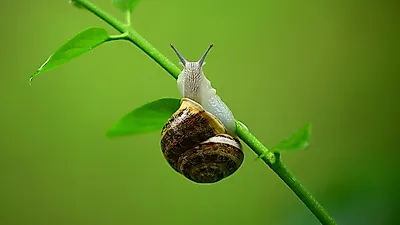 여드름은 물론 피부 치료에 좋다는 '달팽이 크림'의 자세한 효능 알아보기