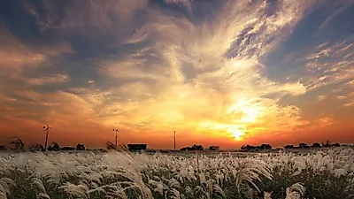 서울 가을에 가볼 만한 곳 '상암 하늘공원 억새축제' 시간·기간·데이트 코스부터 강원도·충남·광주 억새 명소·축제까지   