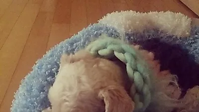 [고영리 작가의 Pet Story] 나이듦이 흐르다_늙어가는 개와 함께 하는 시간 3