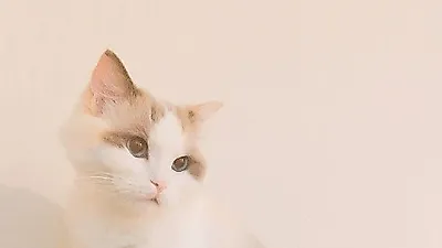 강민혁 반려묘 '치치', 인형 같은 자태
