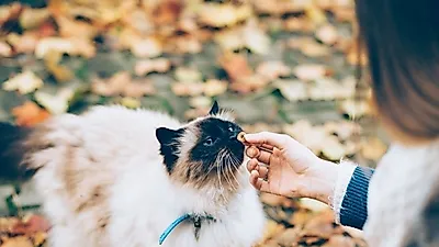 멀쩡한 물건 쓰러뜨리는 고양이... 결국은 관심끌기?