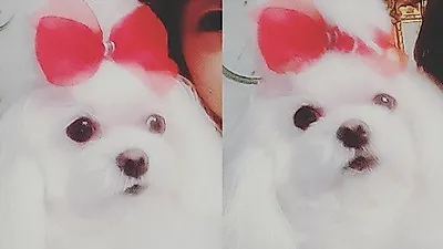 함은정 반려견, 빨간 리본 맨 인형 같은 비주얼 '심쿵'