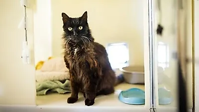 [해외] 영국서 27살에 구조된 장수 고양이 '사람 나이로 125살'