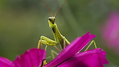 명주옷을 입은 사냥꾼, '항라사마귀'