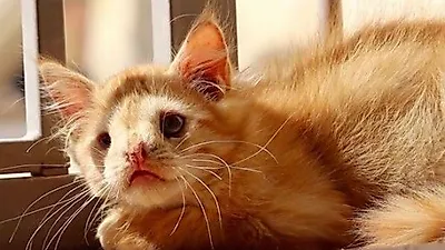 외모 때문에 입양이 어려웠던 고양이