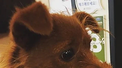 윤승아, 반려견 '첵스' 공개 "이름 다시 지어줄게"