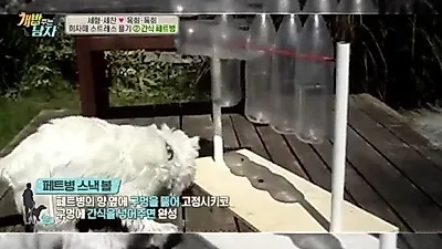 '개밥 주는 남자' 반려견 장난감 페트병 스낵볼 만들기