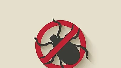 진드기가 싫어하는 '계피 스프레이' 만드는 방법은?