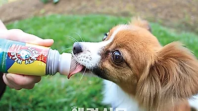 핥아먹는 애견간식 '리키티스틱', 애견훈련소에서 인기..