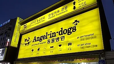 울산 강아지분양 전문 '엔젤인독스 애견샵', 연말 특별 이벤트 진행