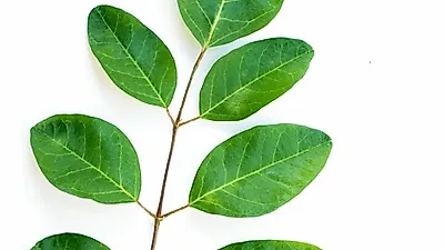'디톡스' 효과로 다이어트까지? '모링가' 효능과 부작용, 모링가잎·모링가분말 활용법