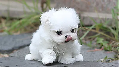 강아지·고양이 분양샵 ‘아담스펫’ 합리적인 분양 이벤트 진행