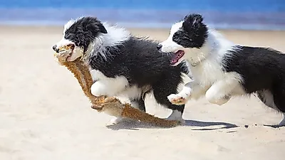 강아지가 노는 법, 구르기 점프하기 절하기...