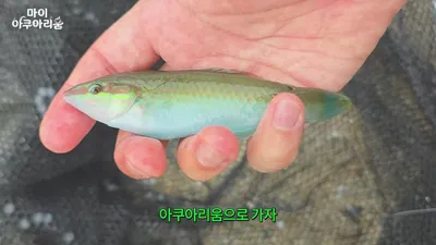 울산 해안가에서 포착된 열대성 어류, 따뜻한 해류 타고 동해까지 유입