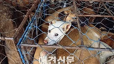 한국동물보호연합, 오는8일 '개, 고양이 식용반대 퍼포먼스 캠페인 개최'