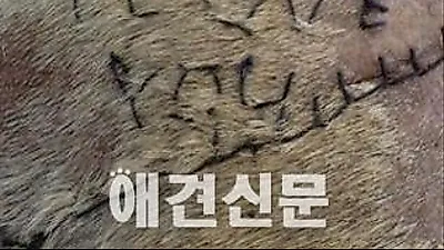 수술중인 반려견 피부에 '사랑해' 라고 꿰맨 수의과 학생