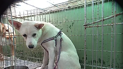 [사말입] 2살 수컷 믹스견, '독립문로 8길 54 뜨란채 2초소 경비실 인근'에서 발견