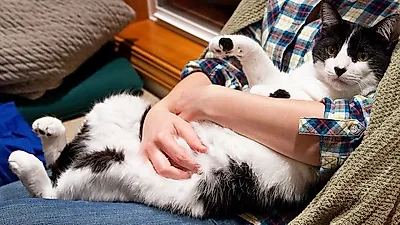 고양이 집사가 되면 좋은 '장점' 6가지