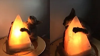 소금램프의 온기를 사랑한 고양이