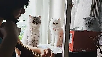 선우선 반려묘, 기타치는 주인 바라보는 아가들