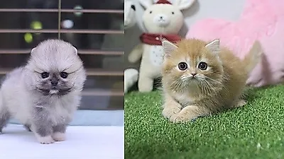 부산고양이분양, 강아지분양 전문 애견분양 미유펫 황금돼지해 "견종, 묘종 최대 80%할인" 이벤트