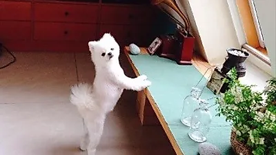 남규리 반려견, 발레하듯 서서 솜뭉치 자태 뽐내