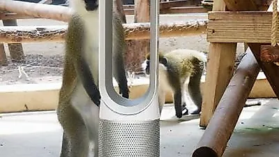 다이슨, 서울대공원 동물원 유인원관에 제품 기부