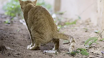 반려묘의 나쁜 배변습관, 어떻게 해야 고쳐질까?