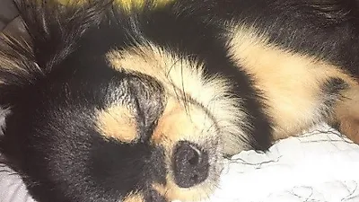 윤하 반려견, 이불에 누워 단잠 '오래도록 함께 해줘'