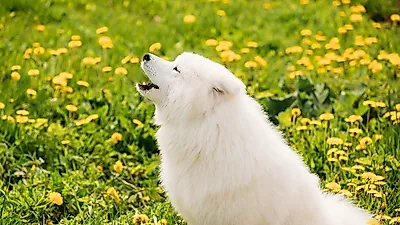 관절염에 걸린 반려견 돕는 증상 완화법