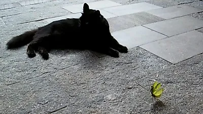 고양이 vs 사마귀, 막상막하 대결...승자는?