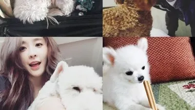 수목드라마 여주들은 애완인? '운빨로맨스부터 국수의신까지'