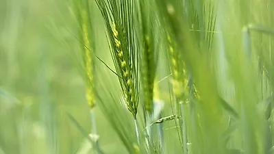 콜레스테롤 수치 개선의  새싹보리 효능,  "적정섭취량 지켜야"