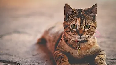 길고양이 중성화 사업, 'TNR' 과연 효과있을까?
