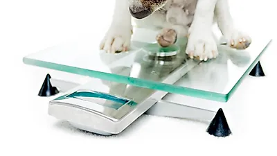 만인의 적 '비만', 반려동물에게도 비만은 치명적
