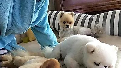 백지영, 낮잠 자는 반려견 포착 "아이고 귀여워"