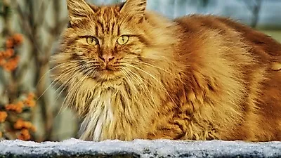 고양이 보호 활동가 카렌 하트, 보호소 설립 예정
